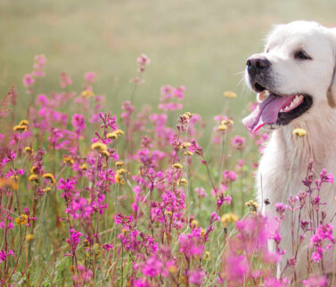 Naturopata per animali