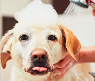 shampoo naturale per cani