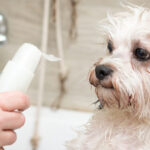 come scegliere lo shampoo per cani