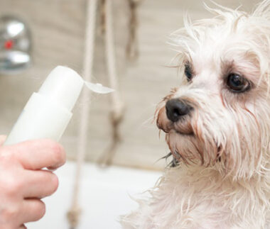come scegliere lo shampoo per cani