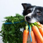 carota per il cane