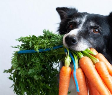 carota per il cane